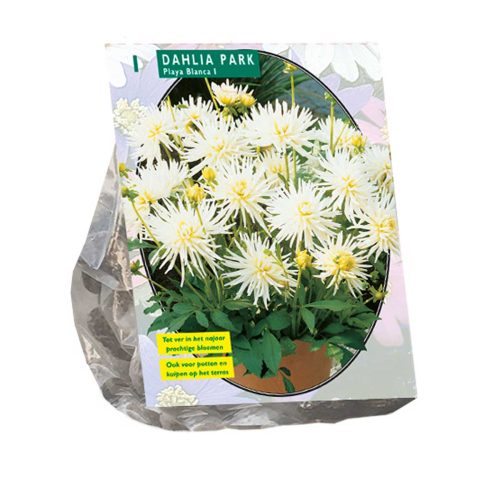 Dahlia Park 'Playa Blanca'