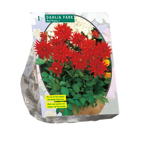 Dahlia Park 'Red Pigmy'