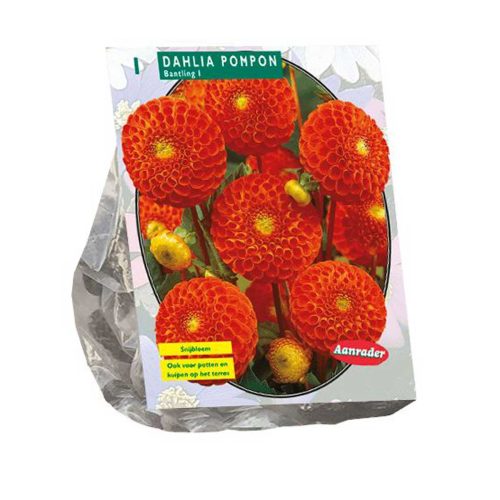 Dahlia Pompon 'Bantling'