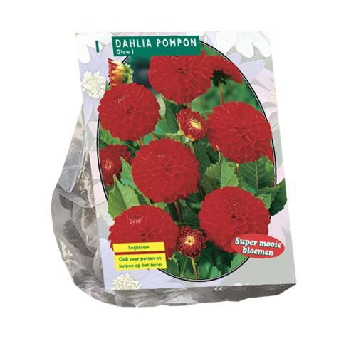 Dahlia Pompon 'Glow'