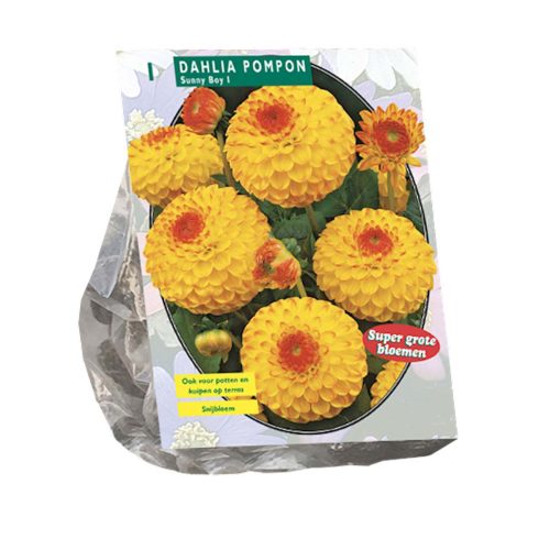 Dahlia Pompon 'Sunny Boy'