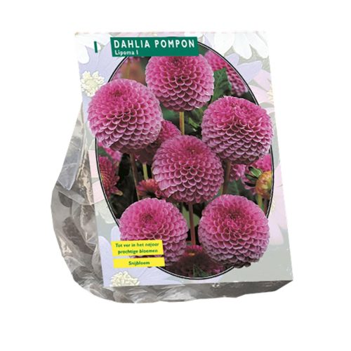 Dahlia Pompon 'Lipoma'