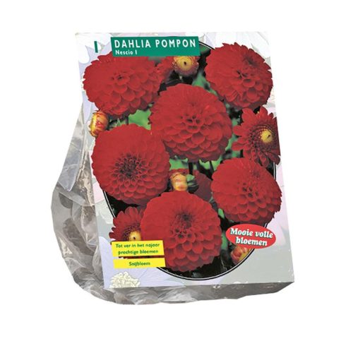 Dahlia Pompon 'Nescio'