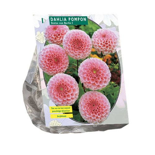Dahlia Pompon 'Stolze von Berlin'