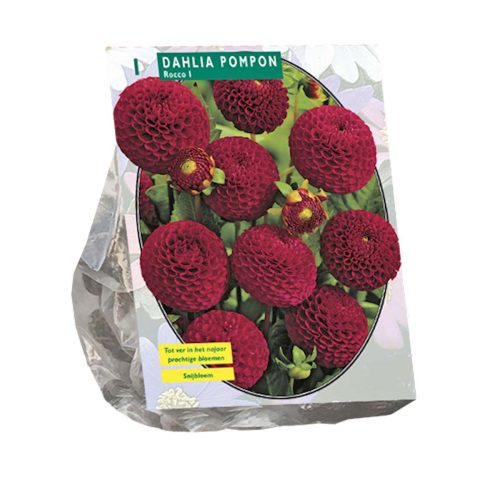 Dahlia Pompon 'Rocco'