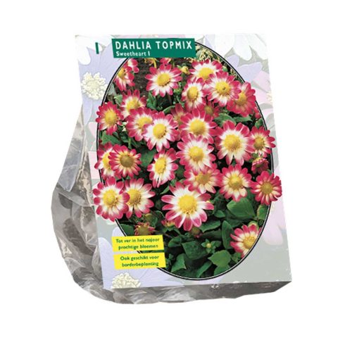 Dahlia Topmix 'Sweetheart'