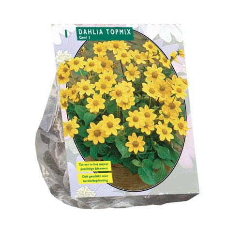 Dahlia Topmix 'Yellow'