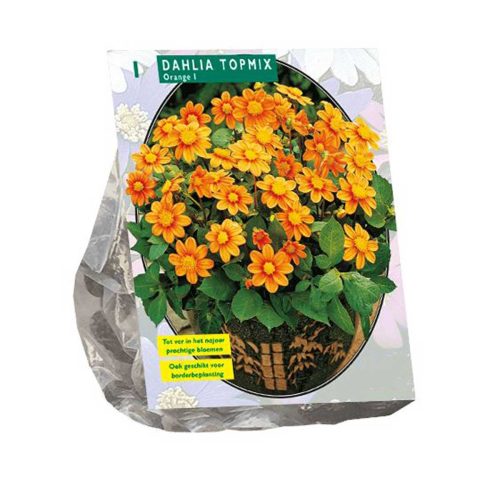 Dahlia Topmix 'Orange'