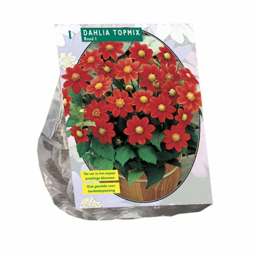 Dahlia Topmix 'Red'