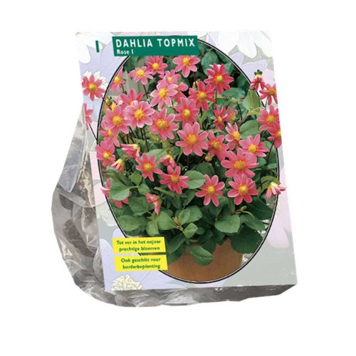 Dahlia Topmix 'Pink'