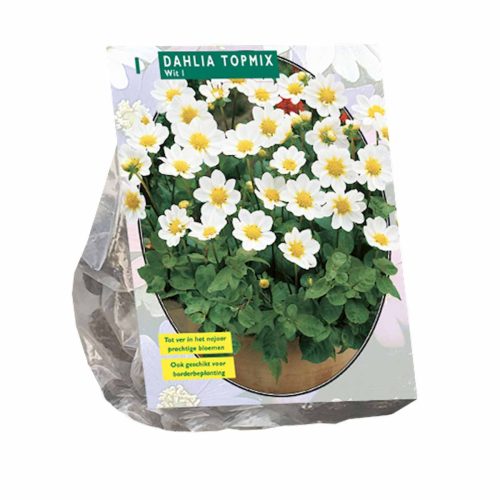 Dahlia Topmix 'White'