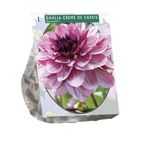 Dahlia Decorative 'Creme de Cassis'