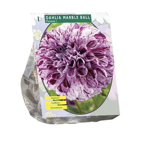 Dahlia Pompon 'Marble Ball'