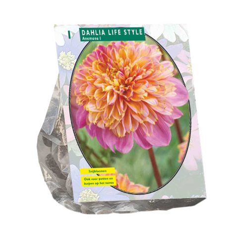 Dahlia Anemone 'Lifestyle'