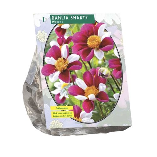 Dahlia Mignon 'Smarty'