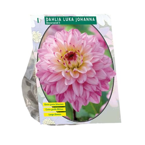 Dahlia Decorative 'Luka Johanna'