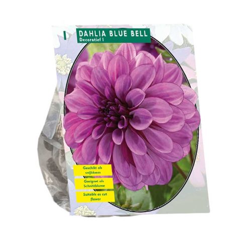 Dahlia Decorative 'Blue Bell'