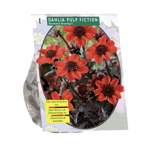 Dahlia Anemone 'Pulp Fiction'