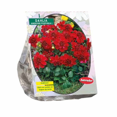 Dahlia Anemone 'Purpinka'