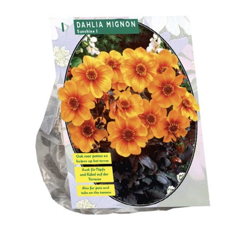 Dahlia Mignon 'Sunshine'