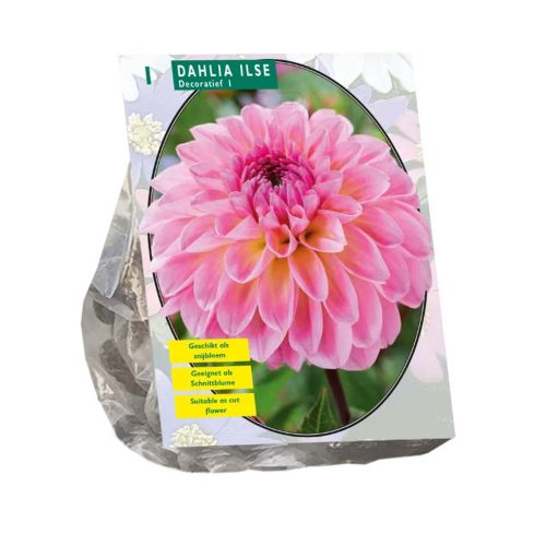 Dahlia Decorative 'Ilse'