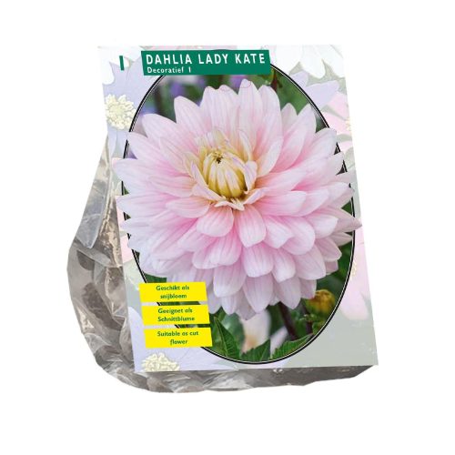 Dahlia Decorative 'Lady Kate'