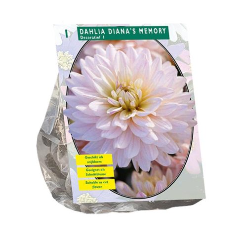 Dahlia Decorative 'Diana's Memory'