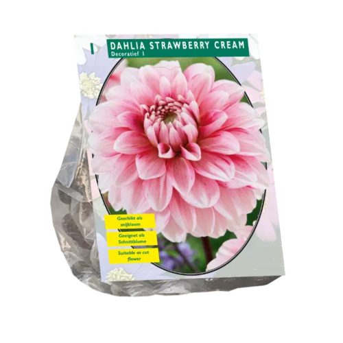 Dahlia Decorative 'Strawberry Cream'