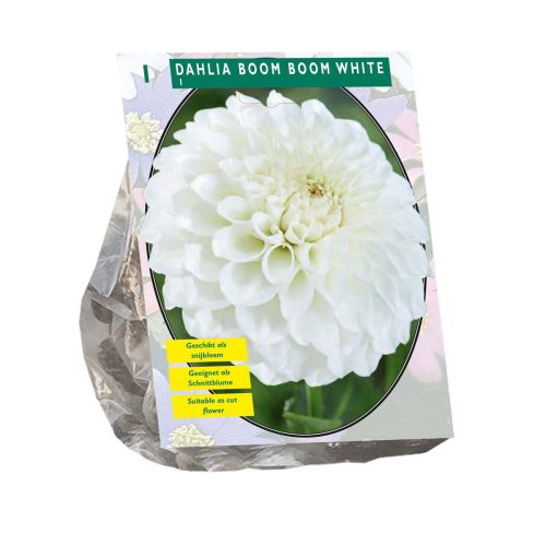 Dahlia 'Boom Boom White'