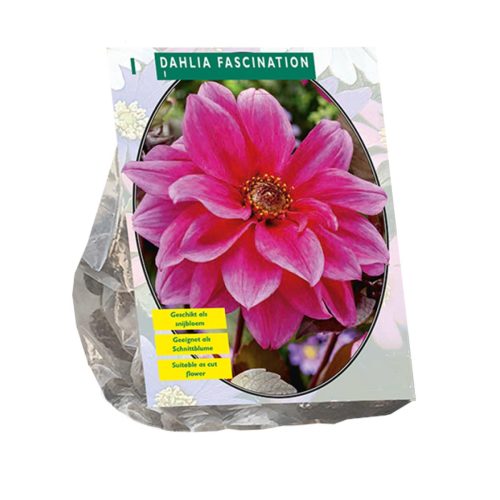 Dahlia 'Fascination'