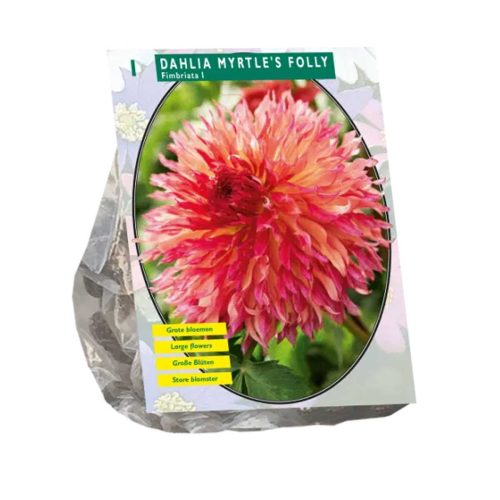 Dahlia Fimbriata 'Myrtle's Folly'