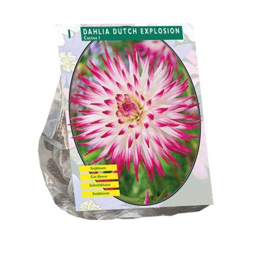 Dahlia Cactus 'Dutch Explosion'