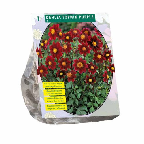 Dahlia Topmix 'Purple'