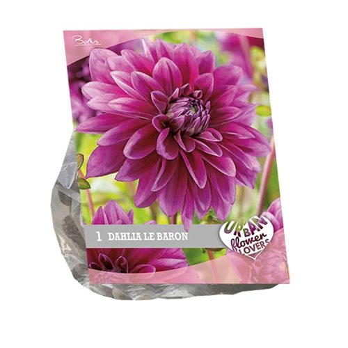 Urban Flowers - Dahlia 'Le Baron'