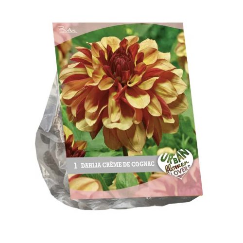 Urban Flowers - Dahlia 'Creme de Cognac'
