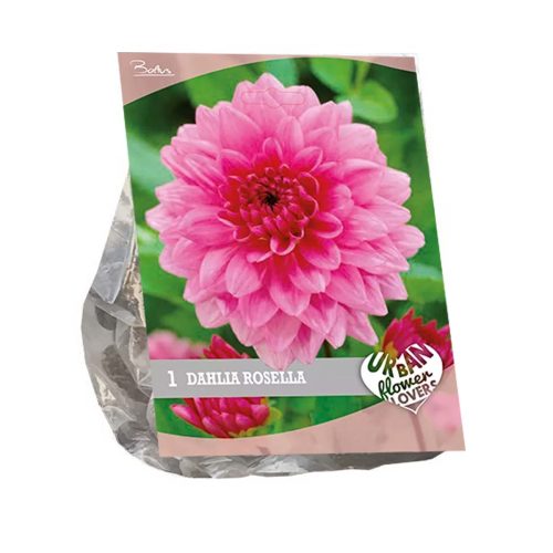 Urban Flowers - Dahlia 'Rosella'