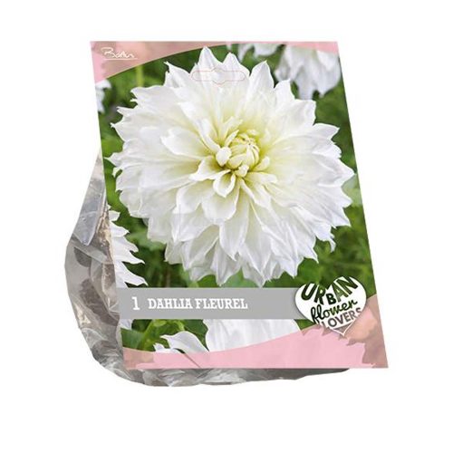 Urban Flowers - Dahlia 'Fleurel'