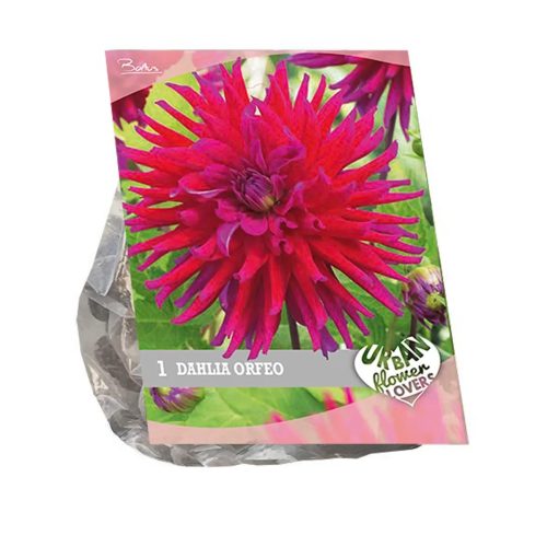 Urban Flowers - Dahlia 'Orfeo'