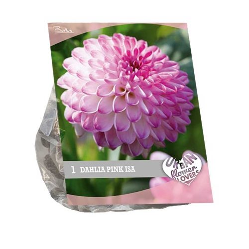 Urban Flowers - Dahlia 'Pink Isa'