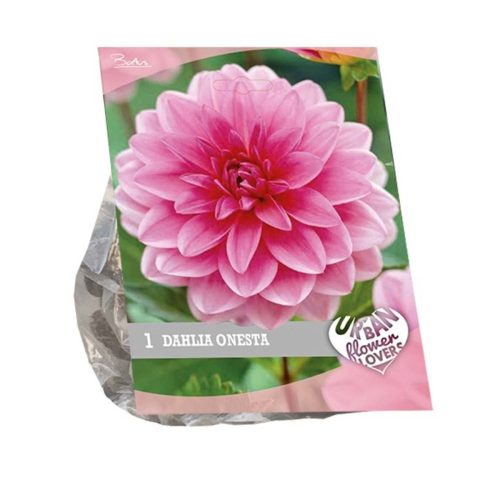 Urban Flowers - Dahlia 'Onesta'