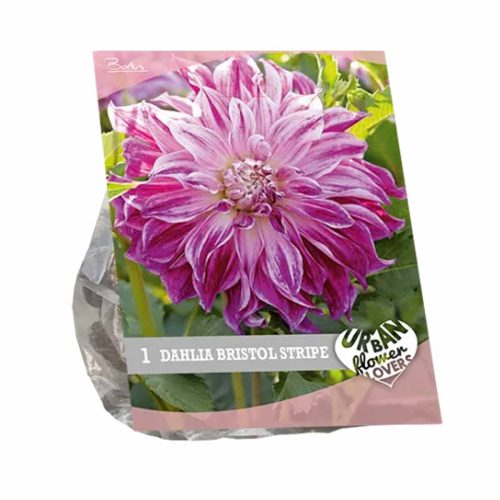 Urban Flowers - Dahlia 'Bristol Stripe'