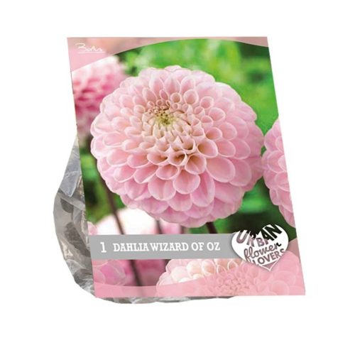 Urban Flowers - Dahlia 'Wizard of Oz'