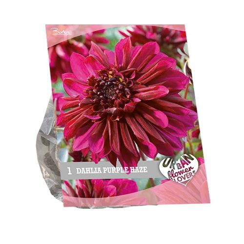 Urban Flowers - Dahlia 'Purple Haze'