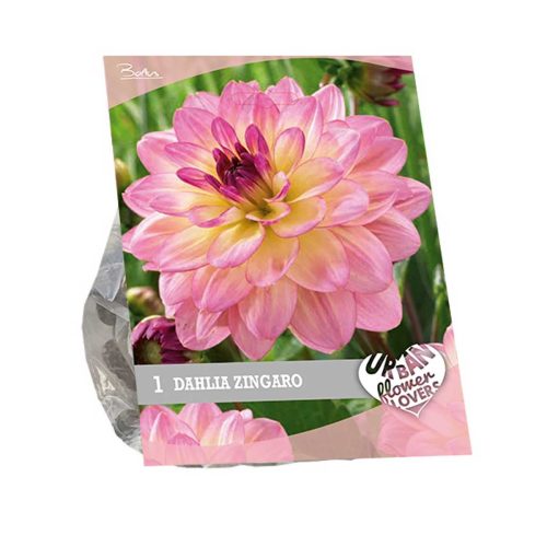 Urban Flowers - Dahlia 'Zingaro'