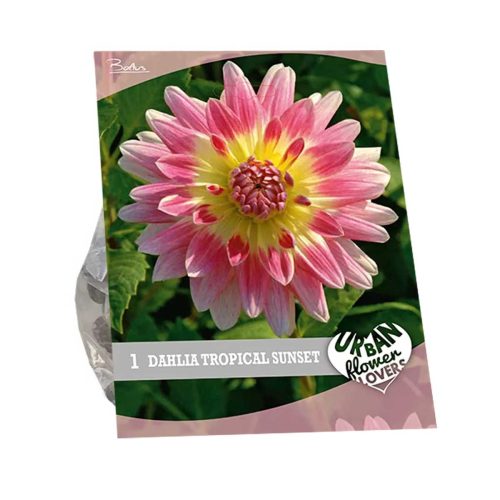 Urban Flowers - Dahlia 'Tropical Sunset'