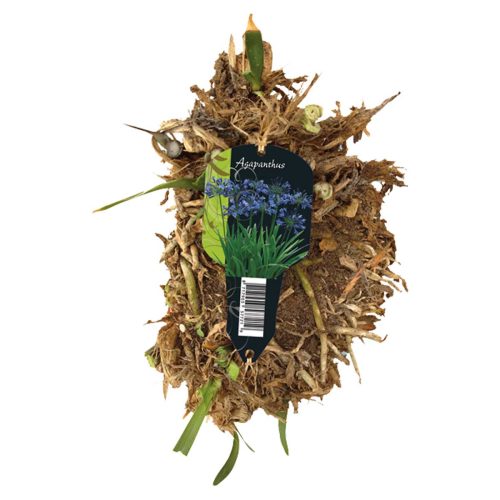 Agapanthus Dark Blue