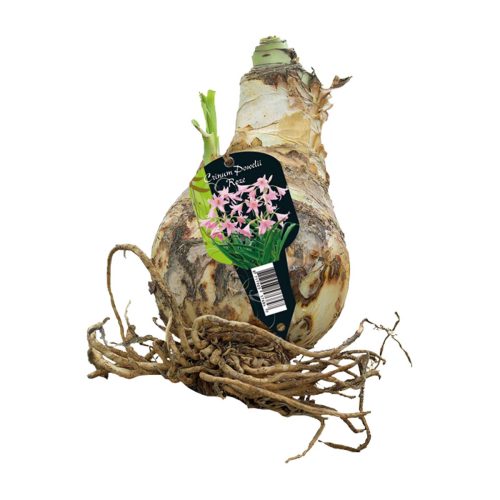 Crinum Powellii Pink