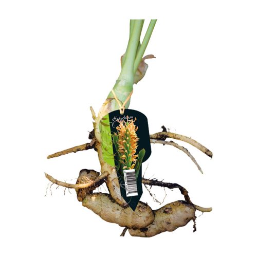 Hedychium (Ginger Lily)