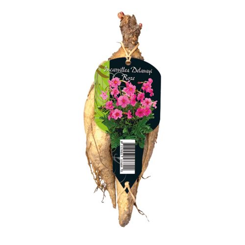 Incarvillea Delavayi Pink