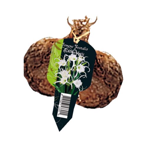 Ismene Festalis 'Zwanenburg'